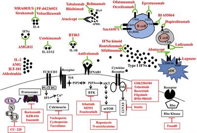 Novel Treatments in Lupus